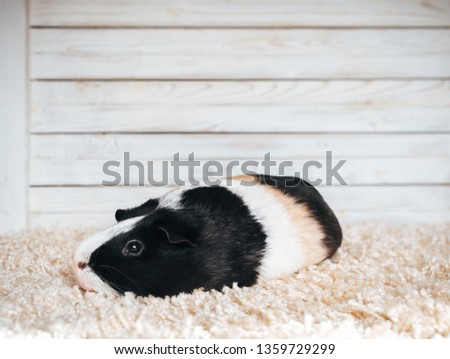 A sad guinea pig is resting and bored in his house. Portrait of a cute pet on a woolen and wooden background. Copy space, poster, advertisement. Thick pig with a big mustache. Beautiful picture.