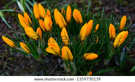 Yellow crocus flowers. Springtime seasonal photography.