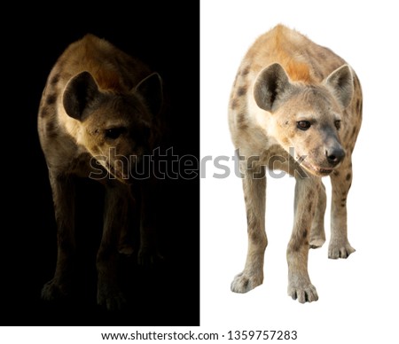 spotted hyena standing in the dark and white background