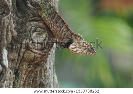 Closeup lizard blurry nature background ,chameleon on wood whit blur background,selection focus only on image