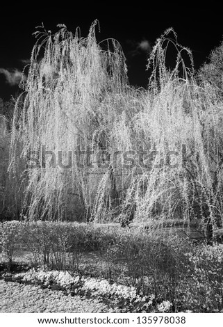 Beautiful weeping willow in the park  - shot in the far infrared region of the spectrum (830 nm)
