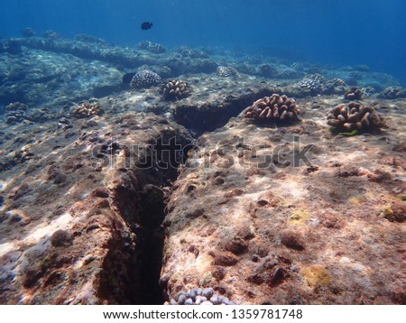 Underwater of tropical coral reef when snorkeling at Mu Koh Surin National Park, south of Thailand.