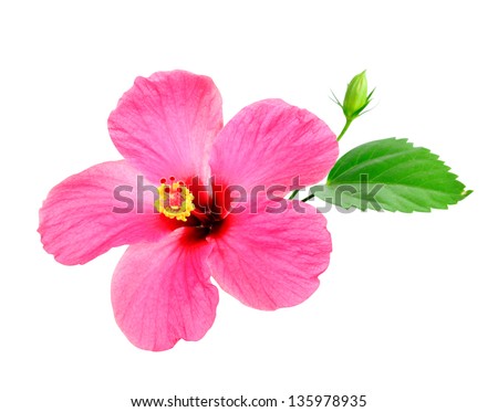 Pink Hibiscus on white background Royalty-Free Stock Photo #135978935