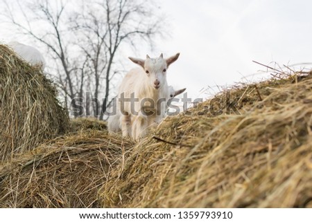 A pretty little white goat standing on a haystack