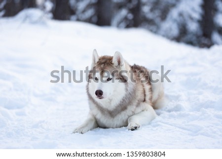 Portrait of beautiful, happy and free Siberian Husky dog lying on the snow path in the mysterious winter forest at sunset.
