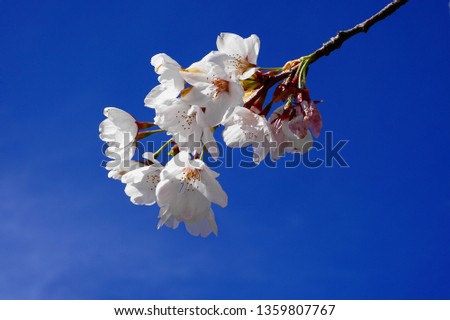 Delicate and beautiful cherry blossom on blue background. Sakura blossom. Japanese cherry blossom.