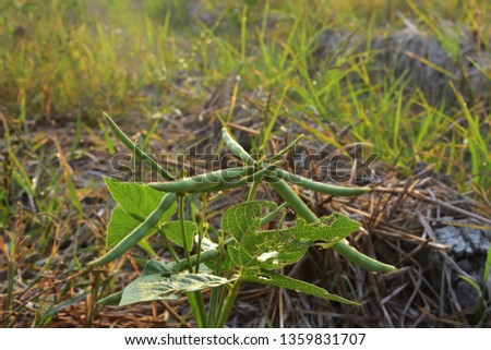 Green gram plant royalty free stock images
