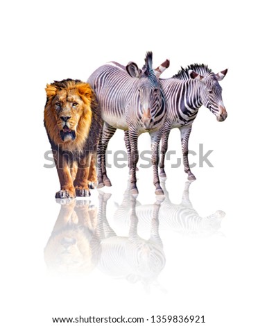 Zebras and lion isolated on the white background. It reflects their image. They are african animals. There is a hunter and his prey.
