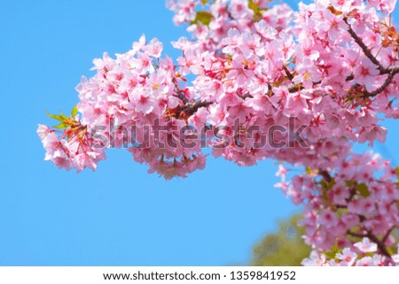 Beautiful pink cherry blossoms (Sakura) with refreshing in the morning on blue sky background in japan