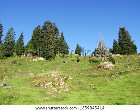 Trees and evergreen forests on the slopes of the Alviergruppe mountain range - Canton of St. Gallen, Switzerland