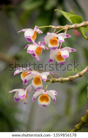 Cymbidium or boat orchid, is a genus of 52 evergreen species in the orchid family Orchidaceae. 