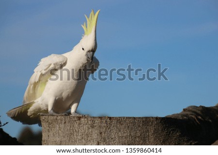 cockatoo making most of free feed