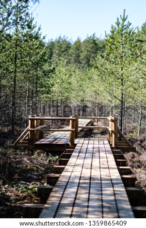 beautiful new wooden board walk for tourists in swamp with young pine tree forest