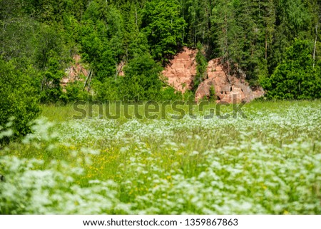 beautiful meadow with blooming flowers in sunny day in summer. colorful background