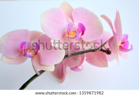 Delicate and luxurious pink with purple orchid flowers. Beautiful floral composition, greeting card, wallpaper
