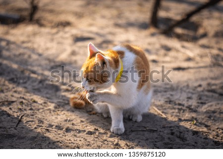 Close up photo of an adorable red and white cat who is cleaning up itself.