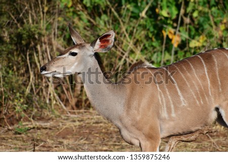 Female kudu with one ear back