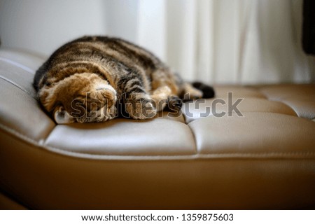 Cute little sleeps cat sleeping in sofa 