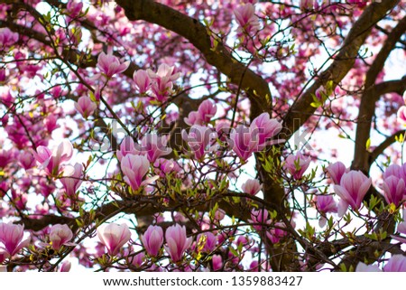 Close up photo of beautiful pink flower magnolia tree in the Margaret Island - Budapest, Hungary.