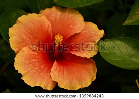 Close-up pictures of beautiful red hibiscus with long pollen with natural background