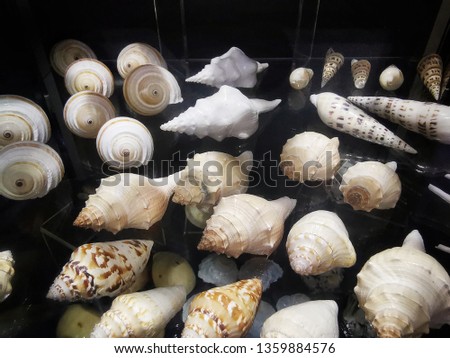 beautiful and many sea snails in variable shape. 