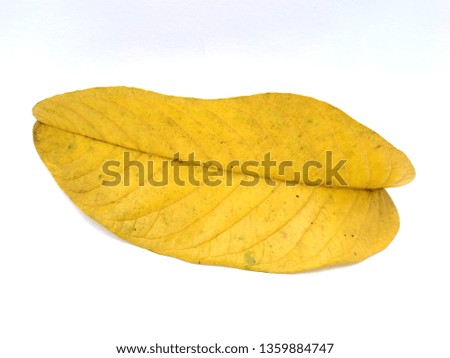 Yellow Leaves guava leaves isolated on white background