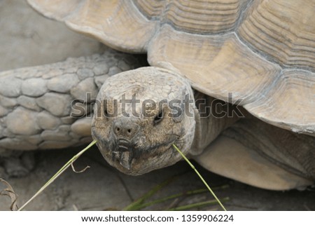 tortoise zoo france