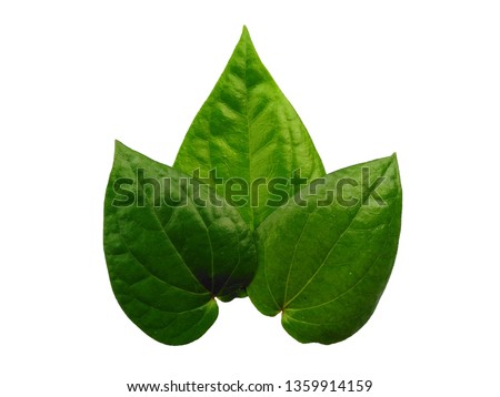 Green leaf background. Heart shaped green leaves. Green betel leaf isolated on white background. 