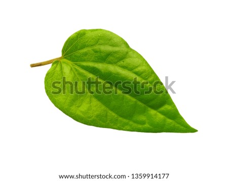 Green leaf background. Heart shaped green leaves. Green betel leaf isolated on white background. 