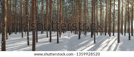 Panorama of winter forest with sunshine. Wonderful landscape with pines in sunny weather. Winter fairytale