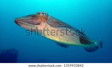 Common cuttlefish swimming in Andaman sea, Thailand. Underwater detail photography of isolated cuttlefish with clear water blue background. Scuba diving in Thailand.