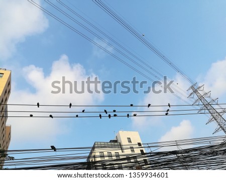 Group birds sitting on power lines sky blue background