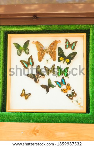Decorative pattern with butterflies in a green frame. Decorative element. Colorful butterflies under the glass.
