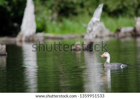 Flying steamer duck (Tachyeres patachonicus). Male calling. Captren lagoon. Conguillio National Park. Araucania Region. Chile. Royalty-Free Stock Photo #1359951533