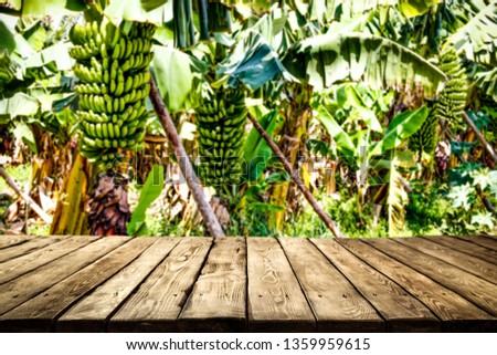 Wooden boar of free space for your decoration and bananas plantation.  Gran Canaria island landscape 