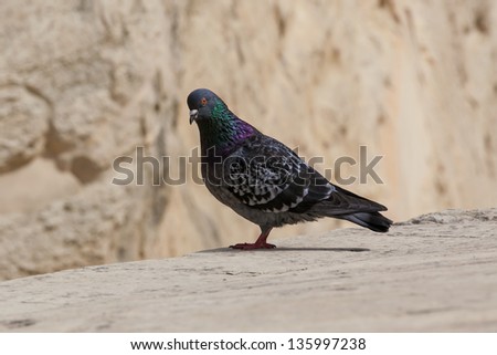 A lone pigeon perched atop the Valletta bastions in Malta.