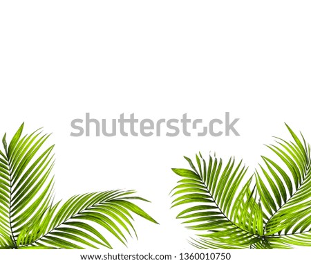 Green leaves of palm tree on white for summer background