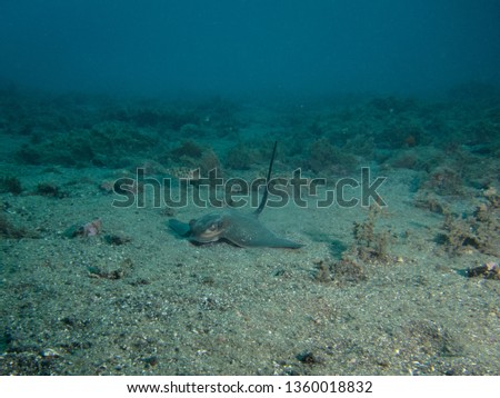 Baby Common Eagle Ray resting on a sandy bottom. Terceira, Azores, Portugal.
