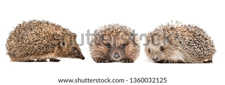 Three cute hedgehogs isolated on white background