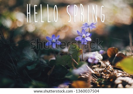 Hello Spring text, sign on purple flowers hepatica in sunny spring woods. Fresh first white flowers in the forest. Springtime. Selective focus.  Space for text. Environment protection