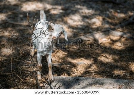 White goat ball that is gnawing dry branches