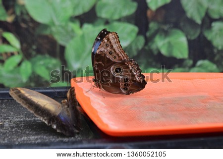 exotic butterfly in the garden