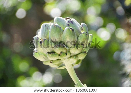 Beautiful macro picture of an isolated globe artichoke heart plant with soft bokeh background