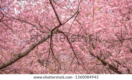 Beautiful Cherry Blossom in Matsuda , Japan 