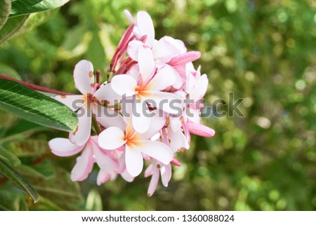 Beautiful macro picture of a Frangipani (Plumeria) flower bunch. Close up image of tropical blooms on a green background.
