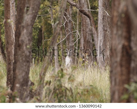 Kangaroo in the Bush