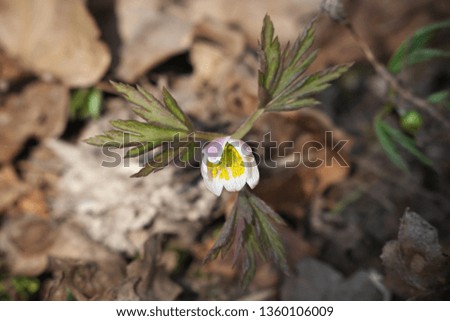 High contrast colorful springtime motif floral genre close-up image of Anemone nemorosa (Busch-Windröschen, wood anemone, windflower, thimbleweed, smell fox) flower on a sunny spring day.