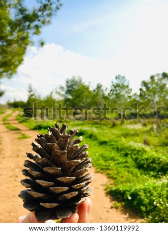This conifer cone look amazing and very symmetric.