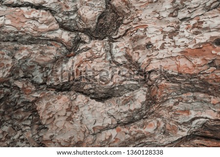 Pine bark texture in nature