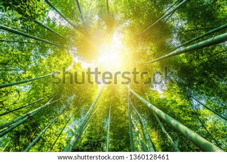 bamboo forest beautiful green natural background 